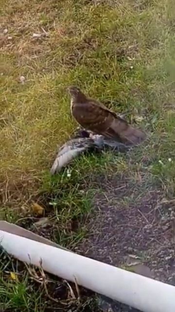 Охота ястреба смотреть онлайн