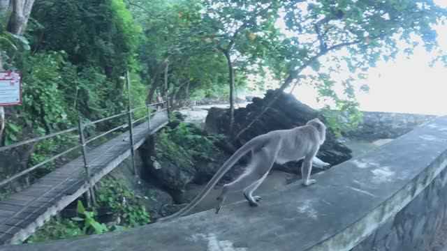 Встреча с обезьянами на пути к скрытому пляжу в Ао Нанге смотреть онлайн