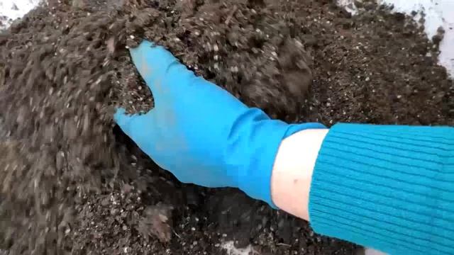 КАК из виноградных ЧЕРЕНКОВ вырастить САЖЕНЦЫ.