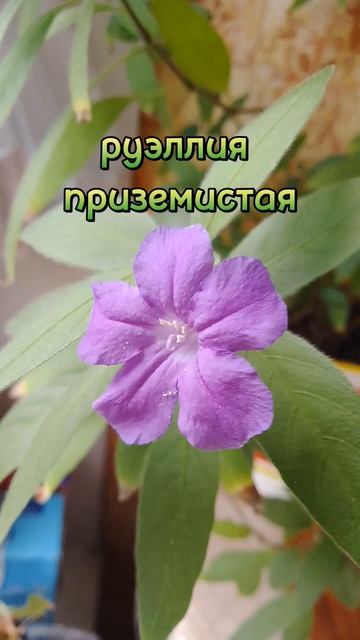 #весна #помидоры #природа #shortstomato #tomato #личи #растения #роса #веточка #листик #руэллия #9 смотреть онлайн