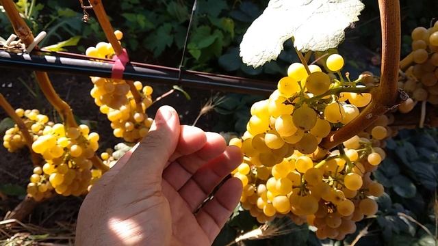 Дублянский - очень вкусный виноград.