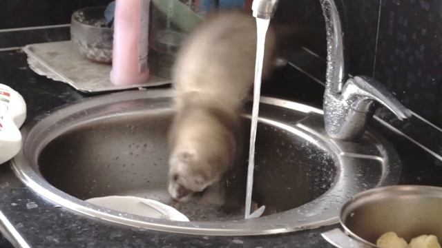 2018 07 18 Мотя умывается смотреть онлайн