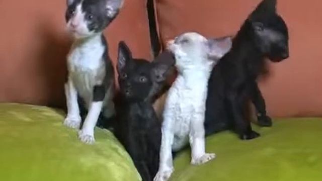 Котэ, но ещё маленькие,а где же птички смотреть онлайн