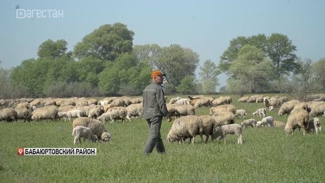 В хозяйствах Хунзахского района завершается окотная кампания смотреть онлайн