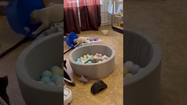 Недовольный , забирают его игрушки громят его комнату )) #лирой #соболь #животное смотреть онлайн