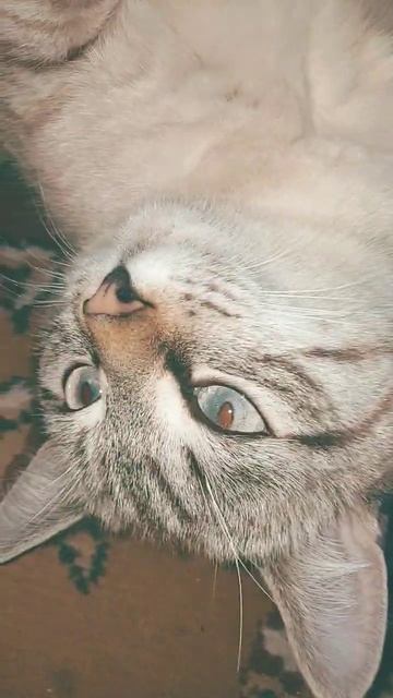 кот лежит смотреть онлайн