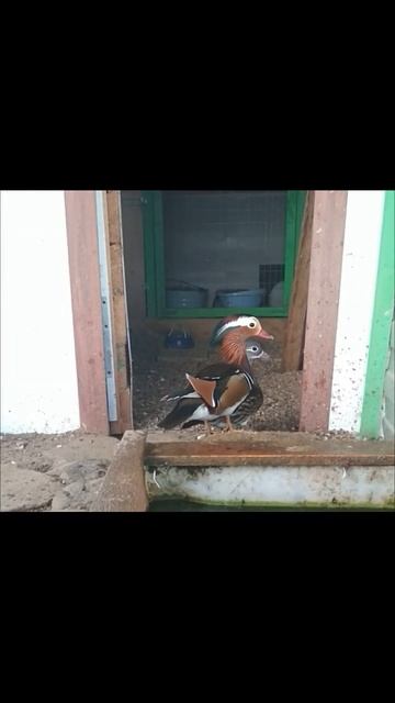 Утки мандаринки смотреть онлайн