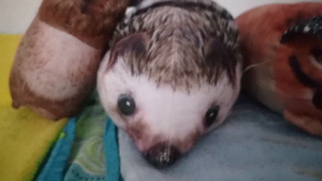 Крутые Новости 📰 (простите то что хренобус опять ошибся в числе подписчиков🥳 🥲) смотреть онлайн