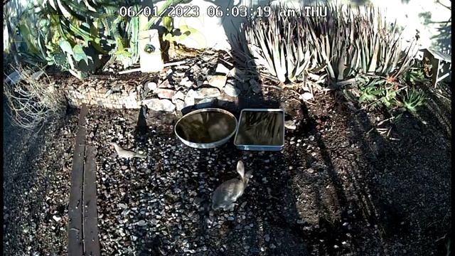 Compare: AMCREST MODEL: ASH47-W V:S REOLINK MODEL: Argus 3 Pro смотреть онлайн