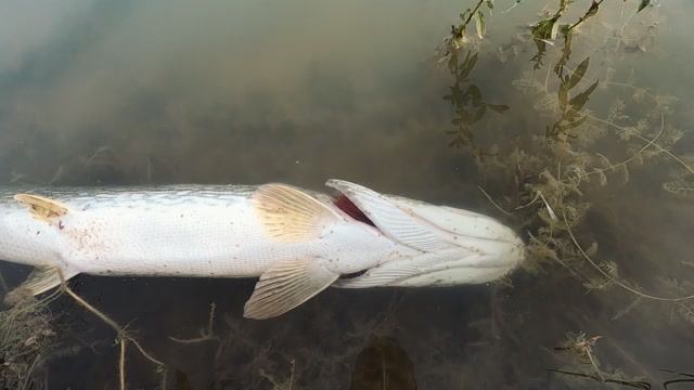 Аргулюс (вошь) на щуке. Срочно известкую пруд смотреть онлайн