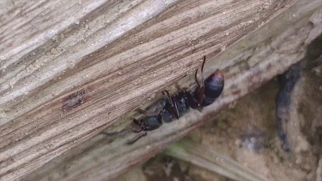 A rare pseudoponera ant sighting смотреть онлайн