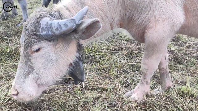 Super bull..!! KERBAU JANTAN SUPER SEDANG MAKAN RUMPUT DI RAWA INDONESIA смотреть онлайн