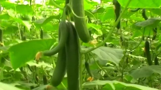 sabar agro seeds company смотреть онлайн