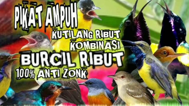 suara pikat burung kecil ribut kombinasi kutilang ribut || pikat burung kecil ampuh terbukti 100% смотреть онлайн