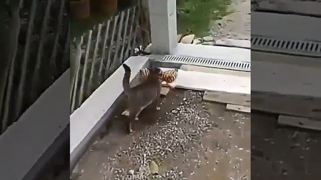 Кот поймал добычу смотреть онлайн