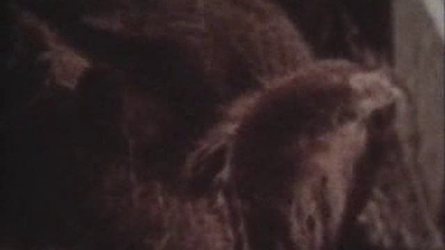 Короткометражный док. фильм 8 мм / КАКИЕ У ЗВЕРЯТ МАМЫ БЫВАЮТ ( БЕЗ ЗВУКА ) Сер 20 века смотреть онлайн