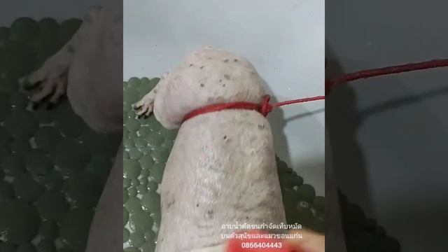 กำจัดเห็บหมัดบนตัวสุนัขให้ได้ผล เห็บหมัดไม่กระจายไปติดสุนัขตัวอื่น การกำจัดเห็บหมัดรอบบ้าน ยาป้องกั