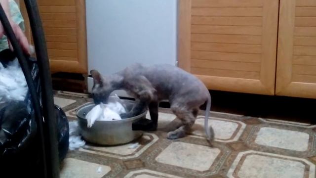 кошка Чистить Курапатку смотреть онлайн