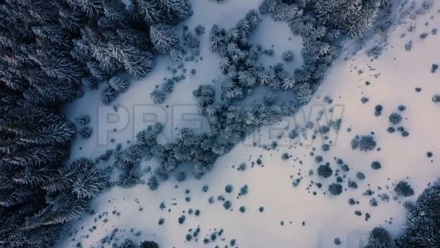 Winter Forest Stock Video смотреть онлайн