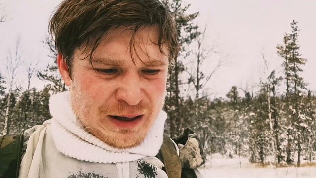 Молодая лайка зсл преследует лося. Охота с лайками.Where can i own a wolf dog. смотреть онлайн