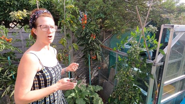 How To Get Ripe Tomatoes - Grow Great Tomatoes