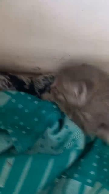 Злая кошка смотреть онлайн