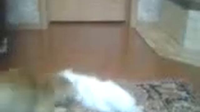 Белокурая Жюзель меняет дислокацию смотреть онлайн