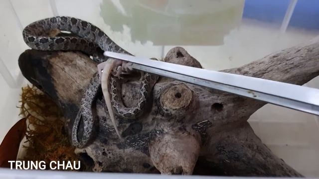 Rắn rào đốm/ Boiga multomaculata смотреть онлайн