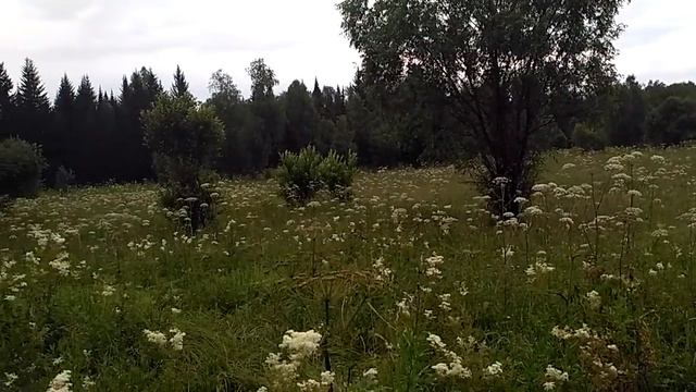 Дягильная поляна в логу между гор. смотреть онлайн