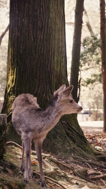 This is the best place to see the Nara deer 🦌☺️IMO #naradeer #narapark #shorts смотреть онлайн