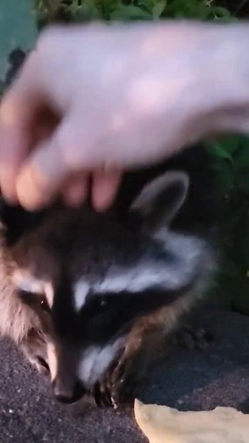 cute little guy 🦝 смотреть онлайн