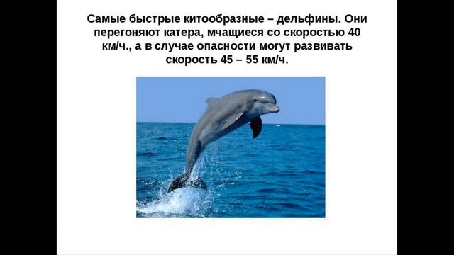 дельфины смотреть онлайн