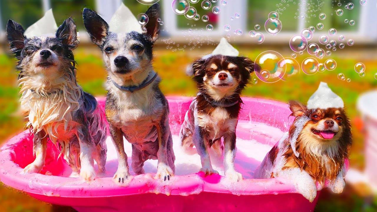 Пена везде! Что мы натворили 😳💦 смотреть онлайн