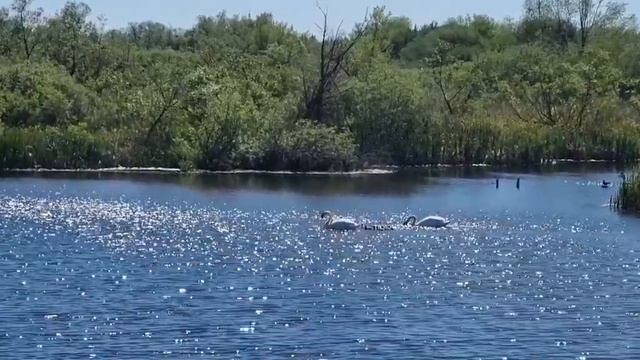 Лебеди-шипуны. У пары появились на свет 6 птенцов. смотреть онлайн