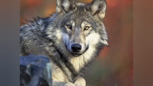 Belial ,Behemoth,  Belzebub ,Asmodeus,  Lucifer