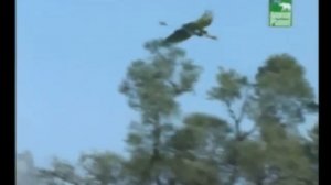 Стив Ирвин: Охотник за крокодилами. Спасение доисторического хищника