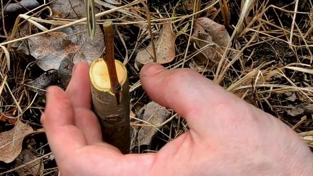Простой способ прививки плодовых деревьев.