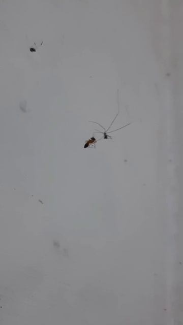"Spider-man" VS "Ant-man" #spider #ant #animal #nature #shorts смотреть онлайн