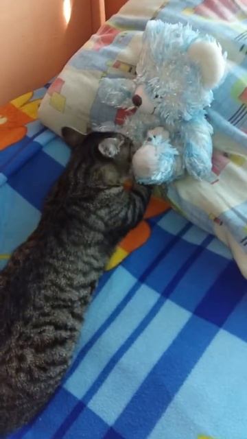 Кот сосёт у медведя смотреть онлайн