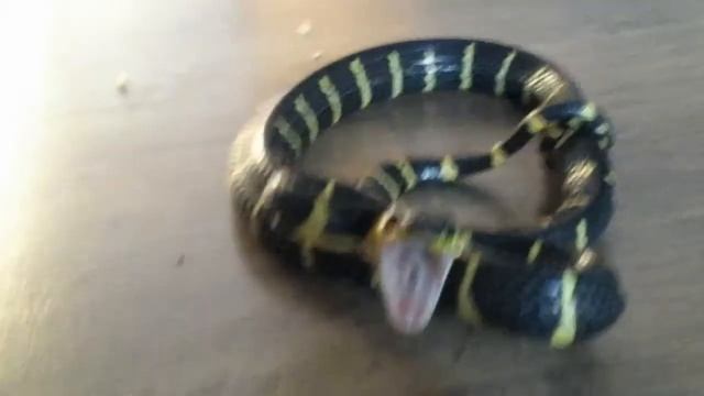 Pissed off little Boiga dendrophila melanota смотреть онлайн