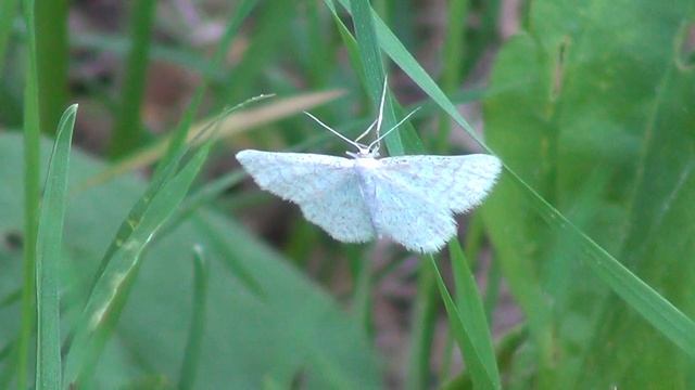 Leppävalkomittari ( Cabera pusaria ) смотреть онлайн