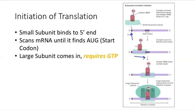 Bio5a with Dr. Yang - Translation смотреть онлайн