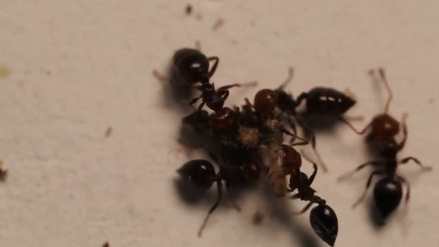 Crematogaster scutellaris feeding on spider (full lenght) смотреть онлайн