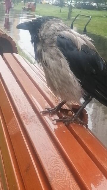 Босс съежился под дождём #вороны / Boss crow under the rain #crow #crowfashion смотреть онлайн