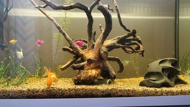 Ferplast Capri 80 . Аквариум 100 л. Fishtank 100