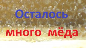 Надо ли осушать откачанные рамки