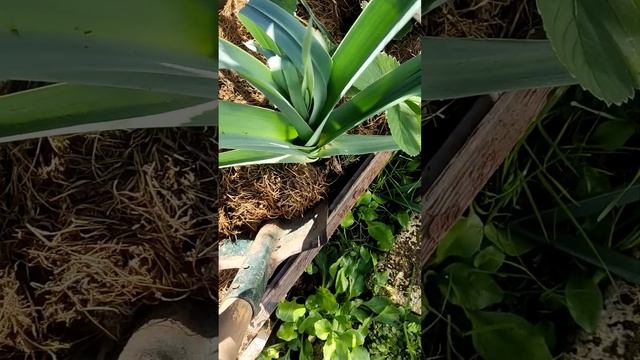 ЛУК-ПОРЕЙ И МУЛЬЧА смотреть онлайн