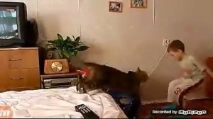 Издевательства над котами