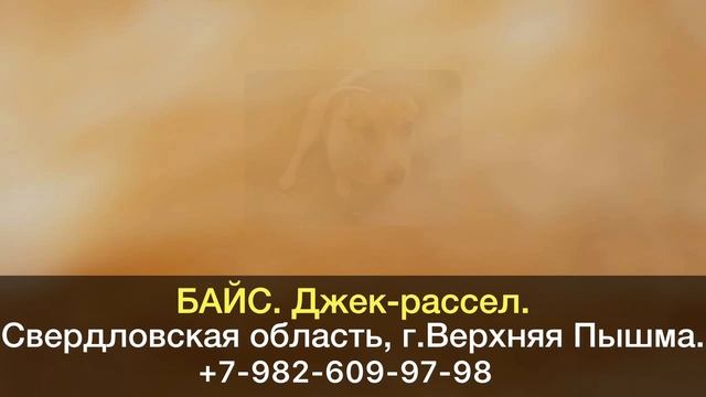 Пропала собака! БАЙС. Джек-рассел. Свердловская область, г.Верхняя Пышма. смотреть онлайн