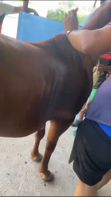Horse - Infiltration of long and brachycephalic dorsal muscles for treatment of myositis смотреть онлайн